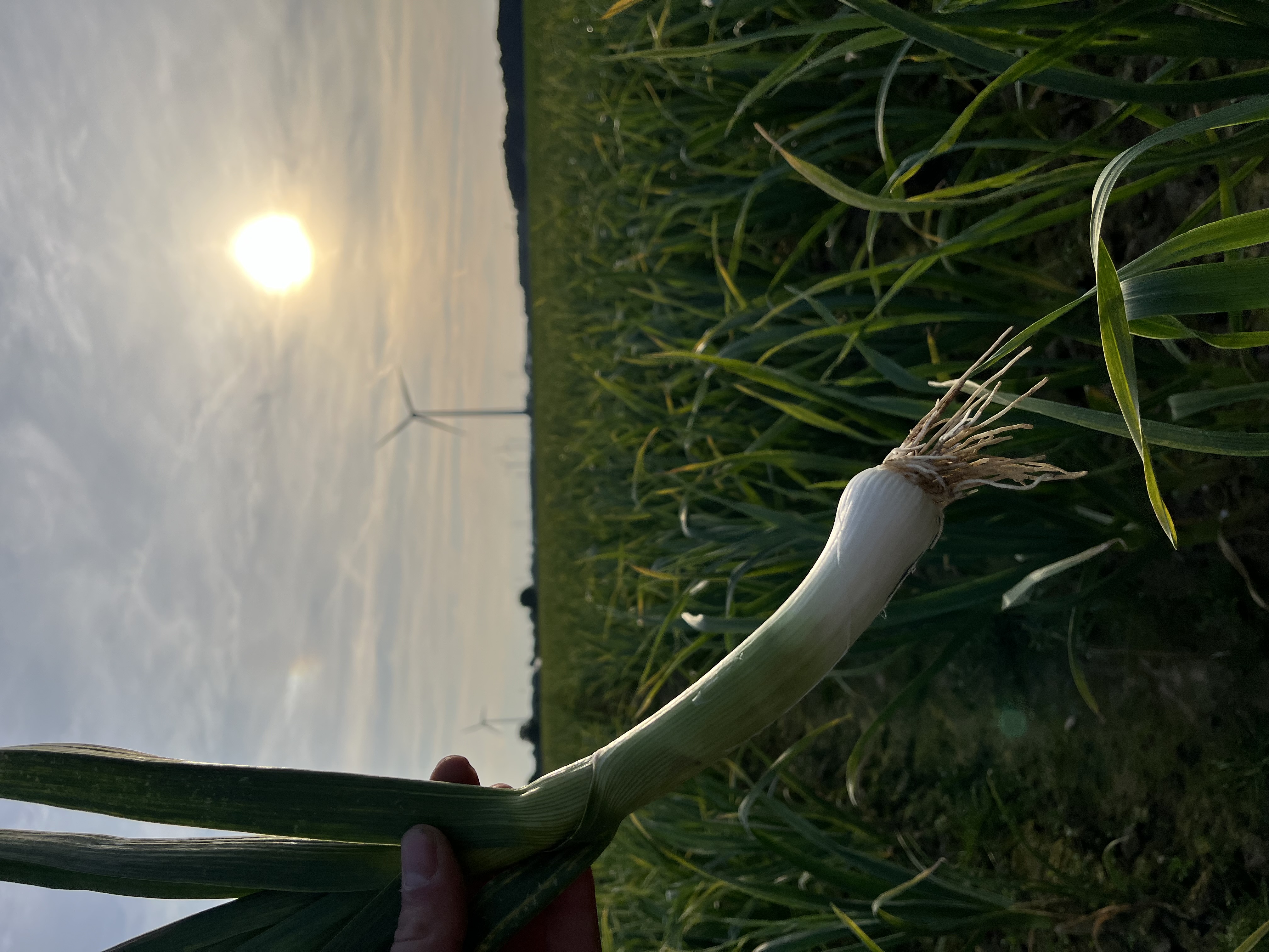 Roter Knoblauch im goldenen Abendlicht