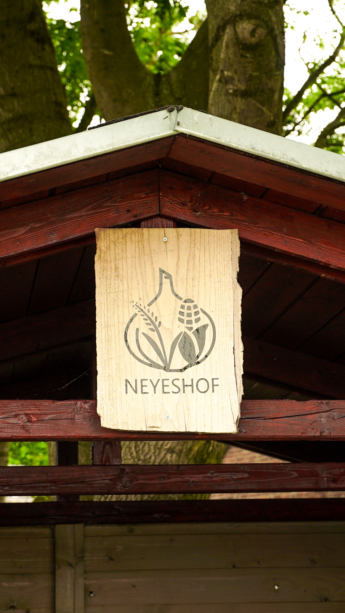 Frisch geernteter Knoblauch auf dem Neyeshof