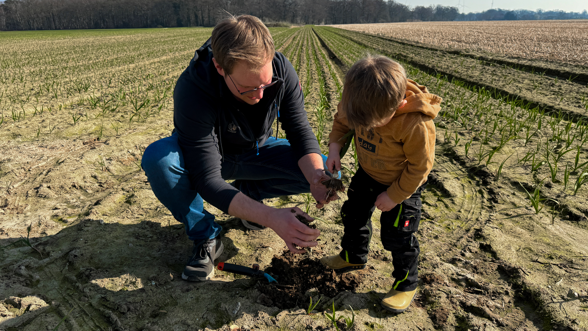 Prüfung des Knoblauchs