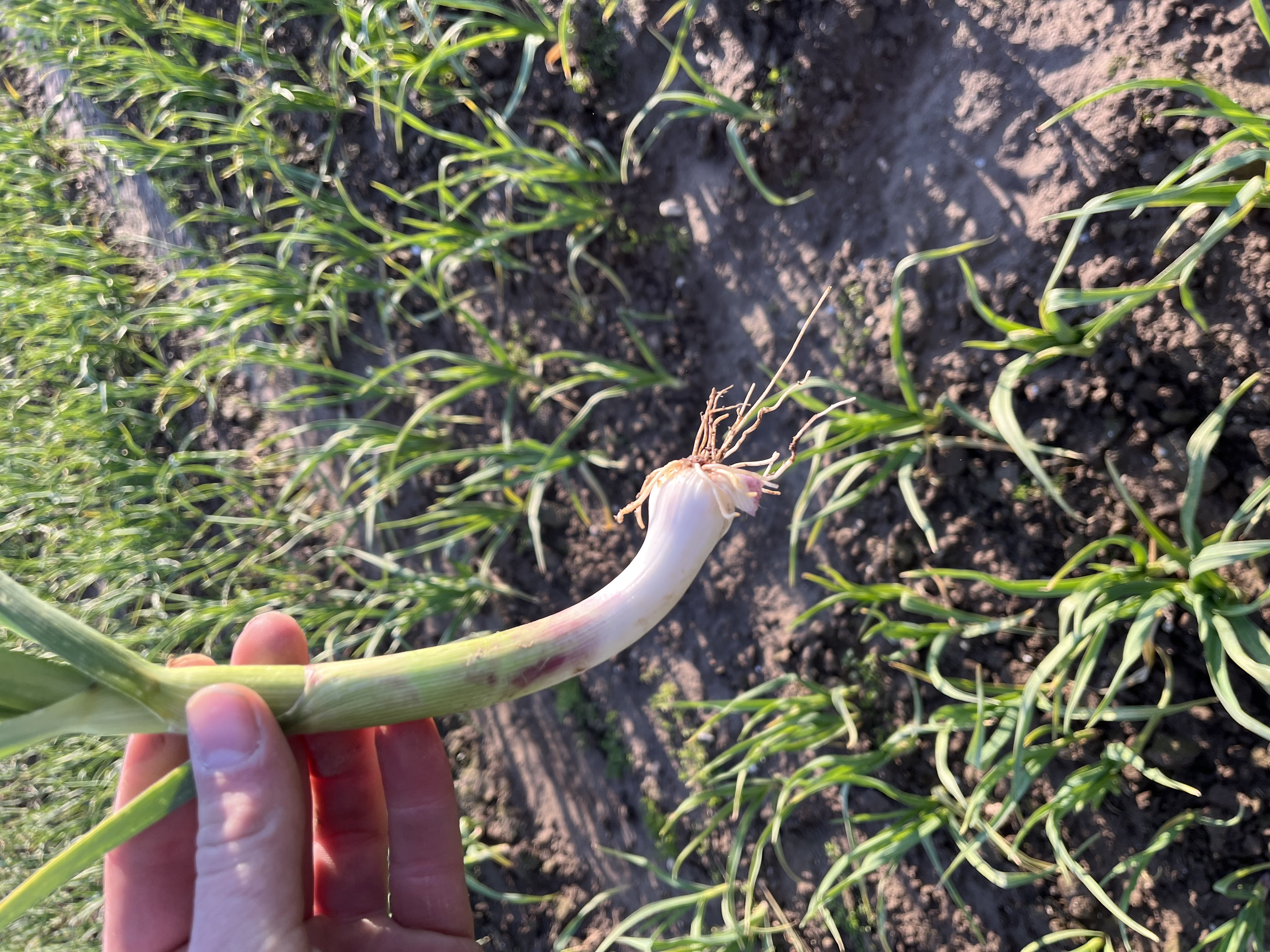 Frischer Knoblauch vom Feld