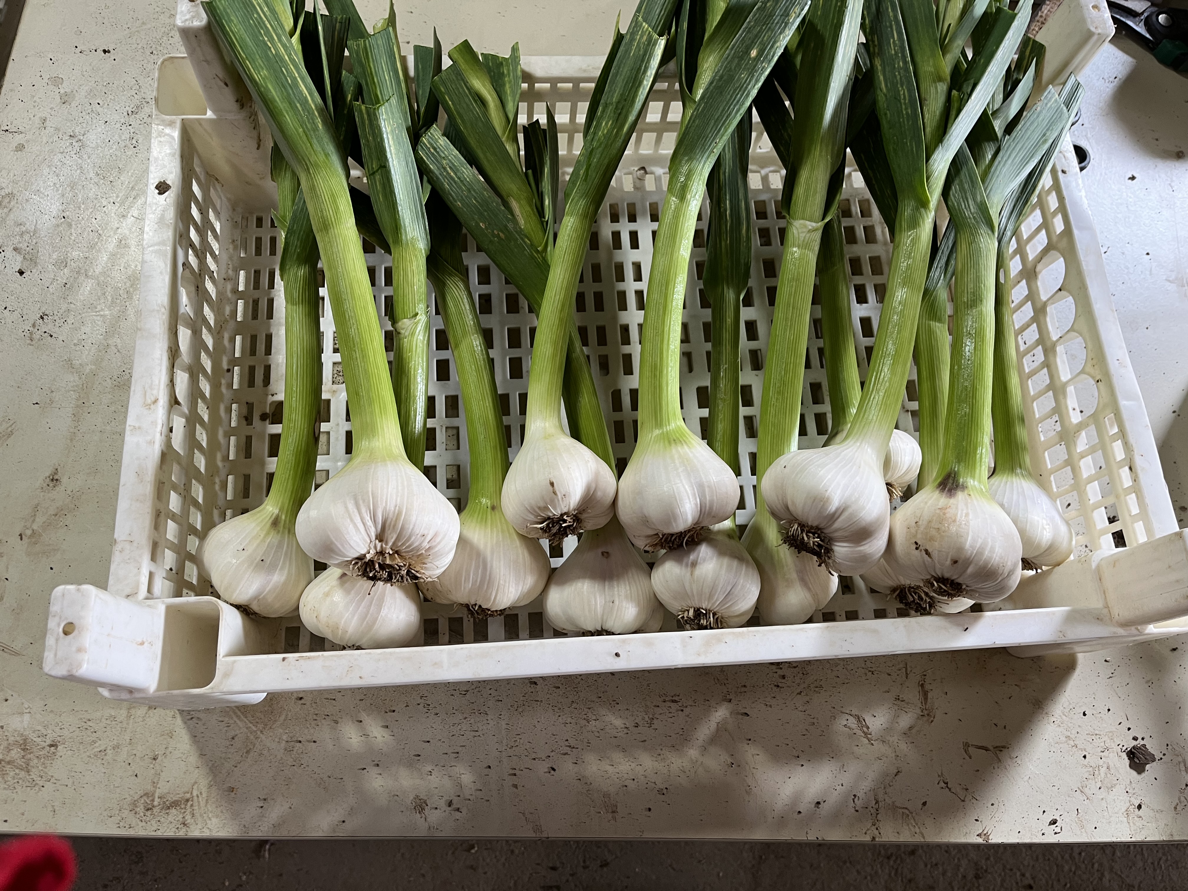 Frischer weißer Knoblauch in der Erntekiste