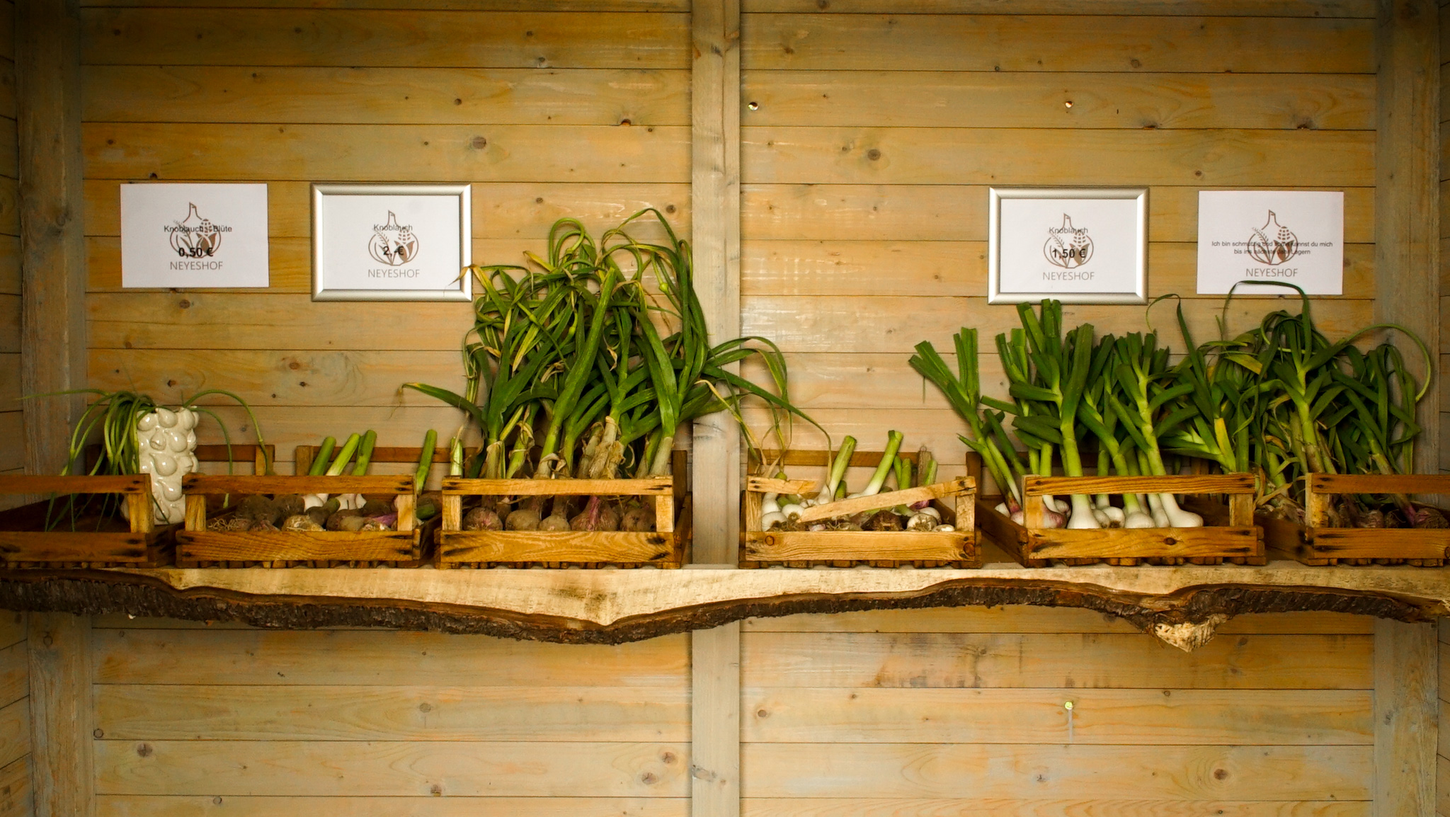 Frischer Knoblauch vom Neyeshof