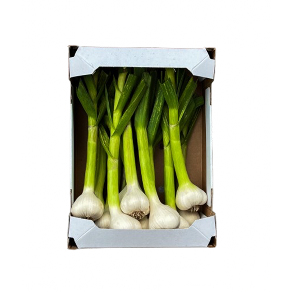 Knoblauch_Laub